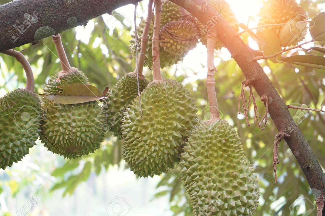 durian farm , musang king in focus