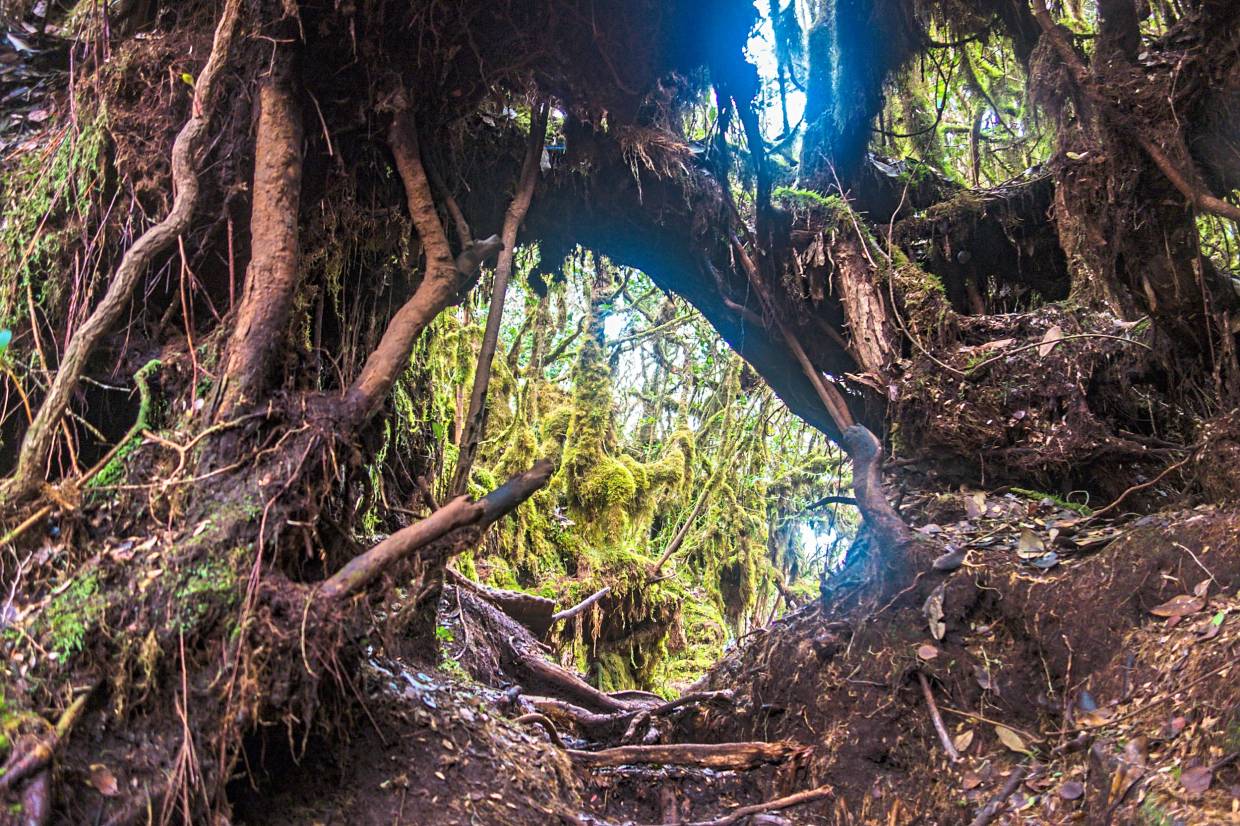 The Mossy Forest has been named one of the most Instagrammable forests in the world. — Wikimedia Commons