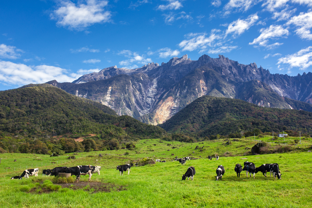 Kundasang-1