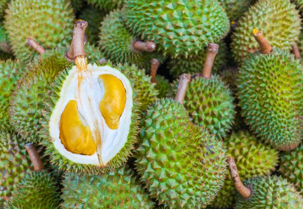 durian1-593x410